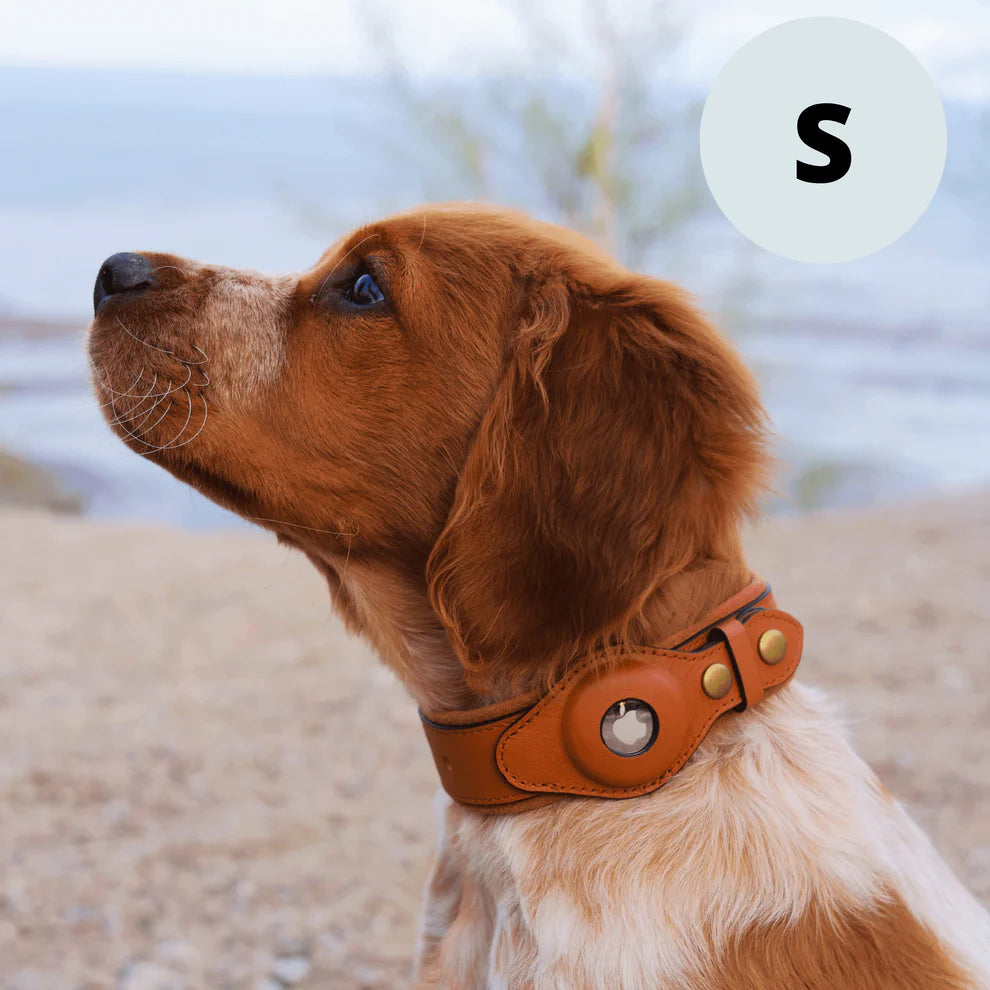 Premium brown leather dog collar with built-in Apple Airtag holder, displayed on puppy