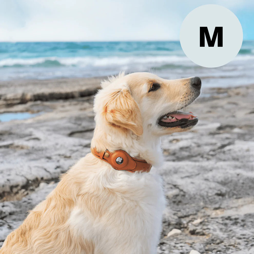 Premium brown leather dog collar with built-in Apple Airtag holder, displayed on golden retriever