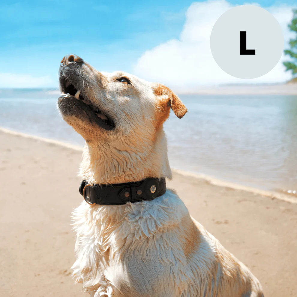 Premium black leather dog collar with built-in Apple Airtag holder, displayed on dog